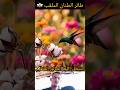 طائر الطنان الملقب أكل العسل سوف يبهرهم في طريقة بناء عشه سبحان الله