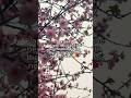 Cherry blossoms are origin from china china japan sakura cherryblossom  chinalife