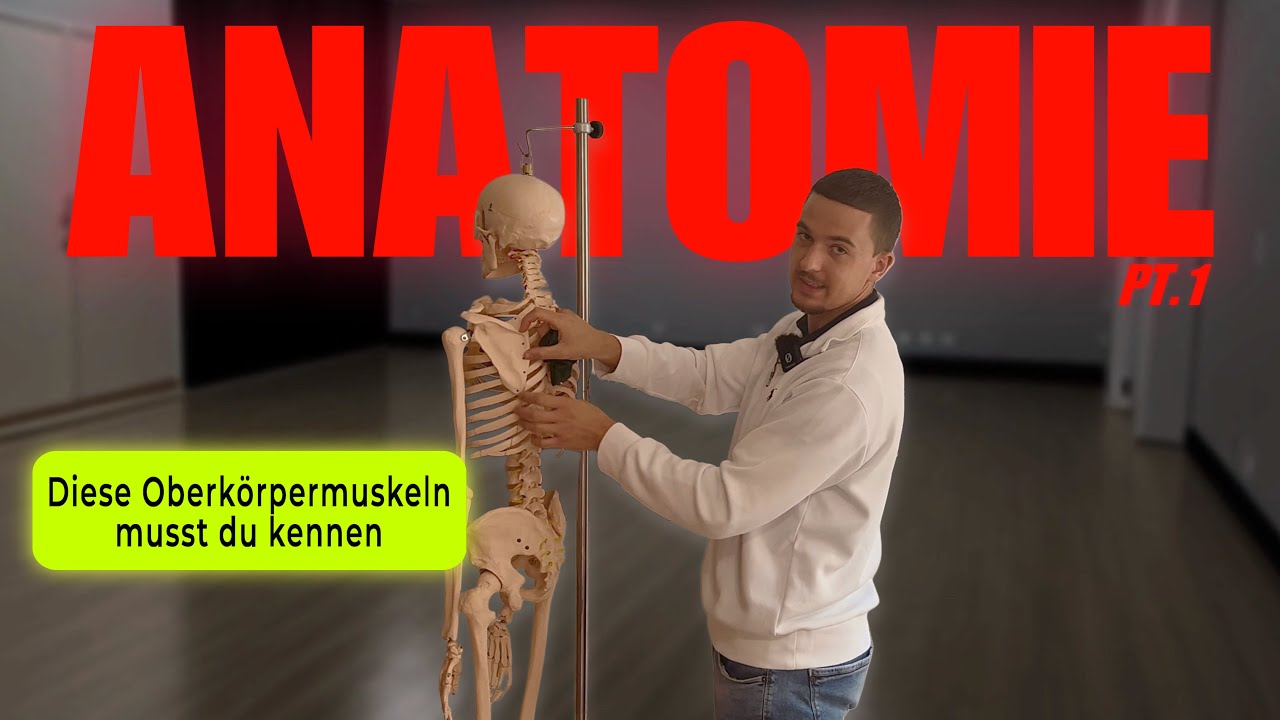 1/3 | Die trainingsbezogene Anatomie des Oberkörpers