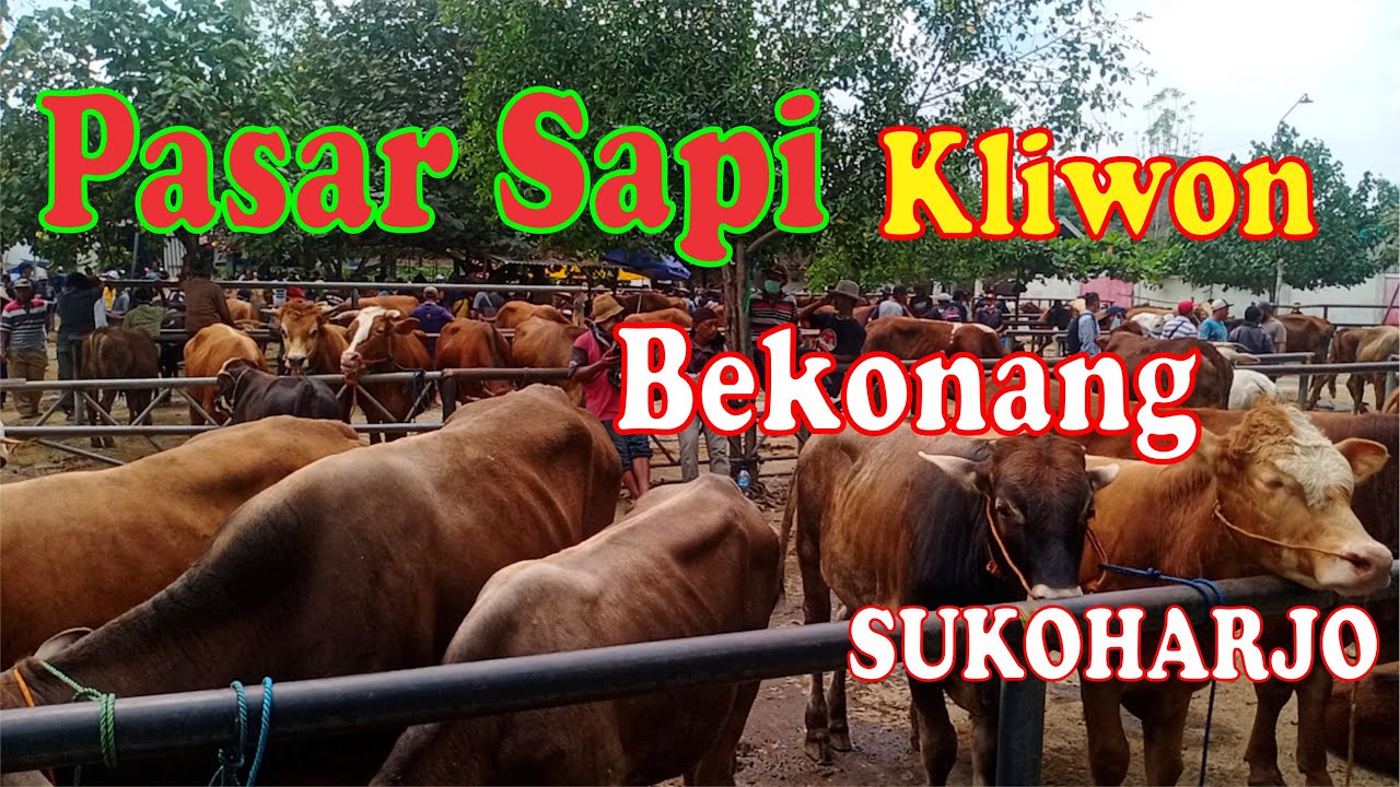 PASAR  SAPI KLIWON BEKONANG SUKOHARJO  || HARGA  QURBAN SAPI DI BEKONANG 
