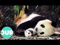 How Mothers Raise Their Wild Animal Babies Our World 
