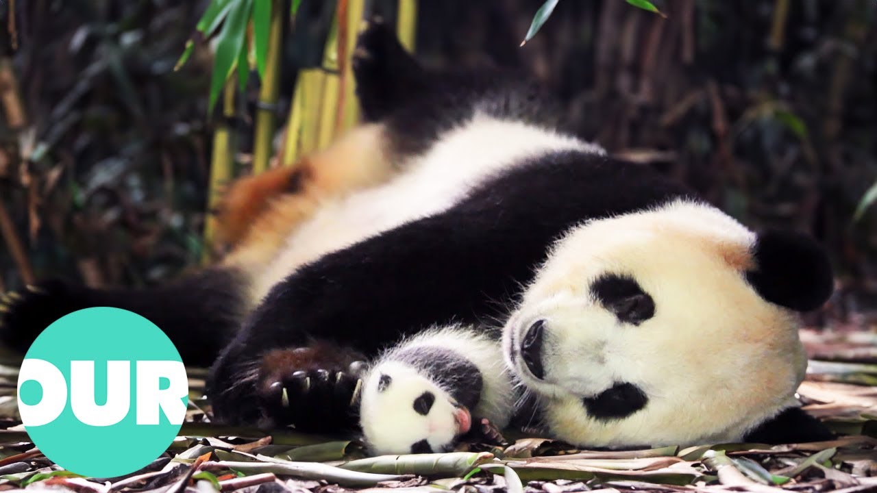 Как матери воспитывают своих детенышей диких животных | Наш мир