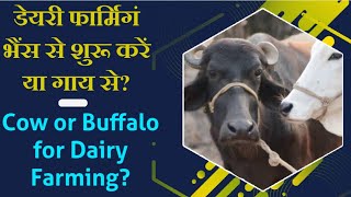 डेयरी फार्मिंग भैंस से शुरू करें या गाय से | Cow or buffalo for dairy farming