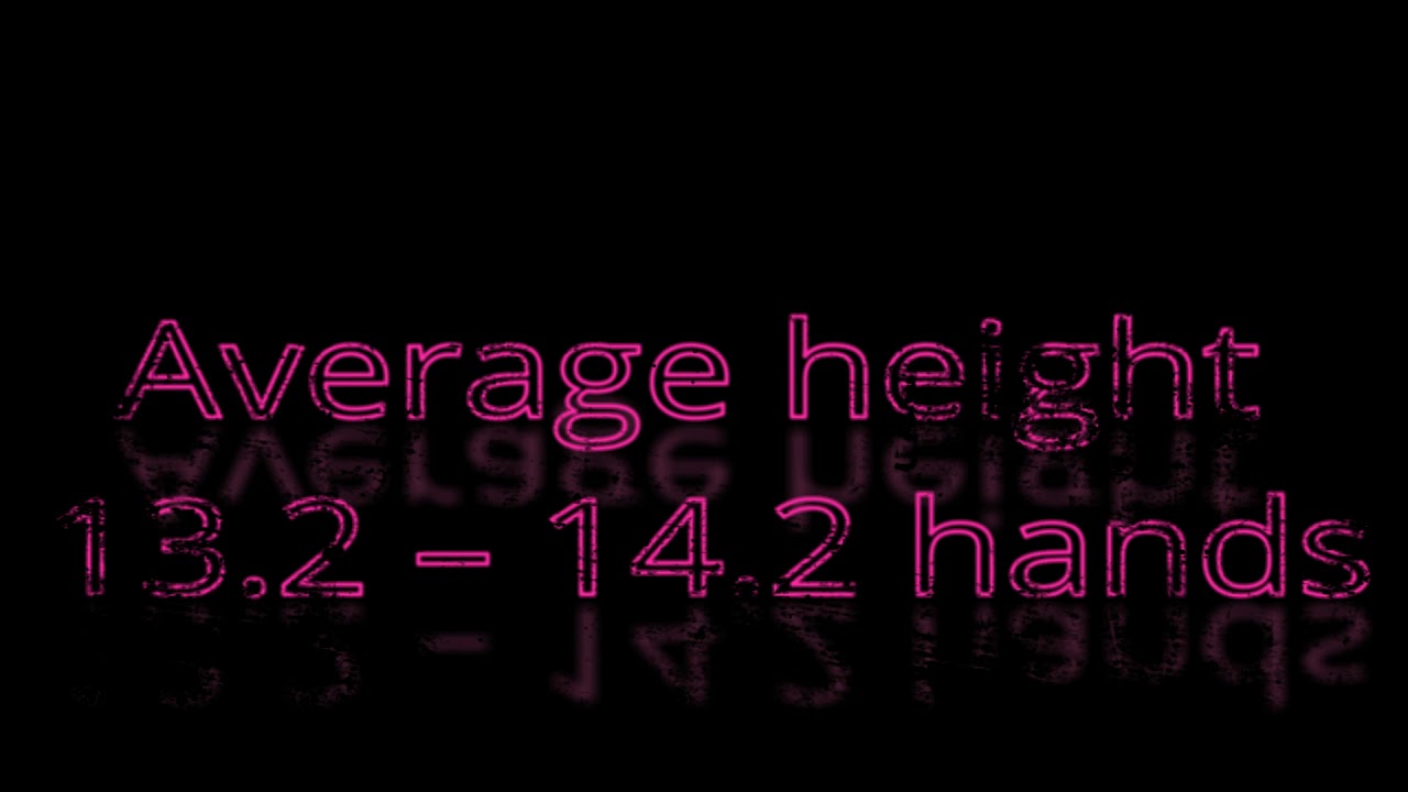 Sims 3 Horses: Rosalee Horse Breed Registrar: The Abaco Barb