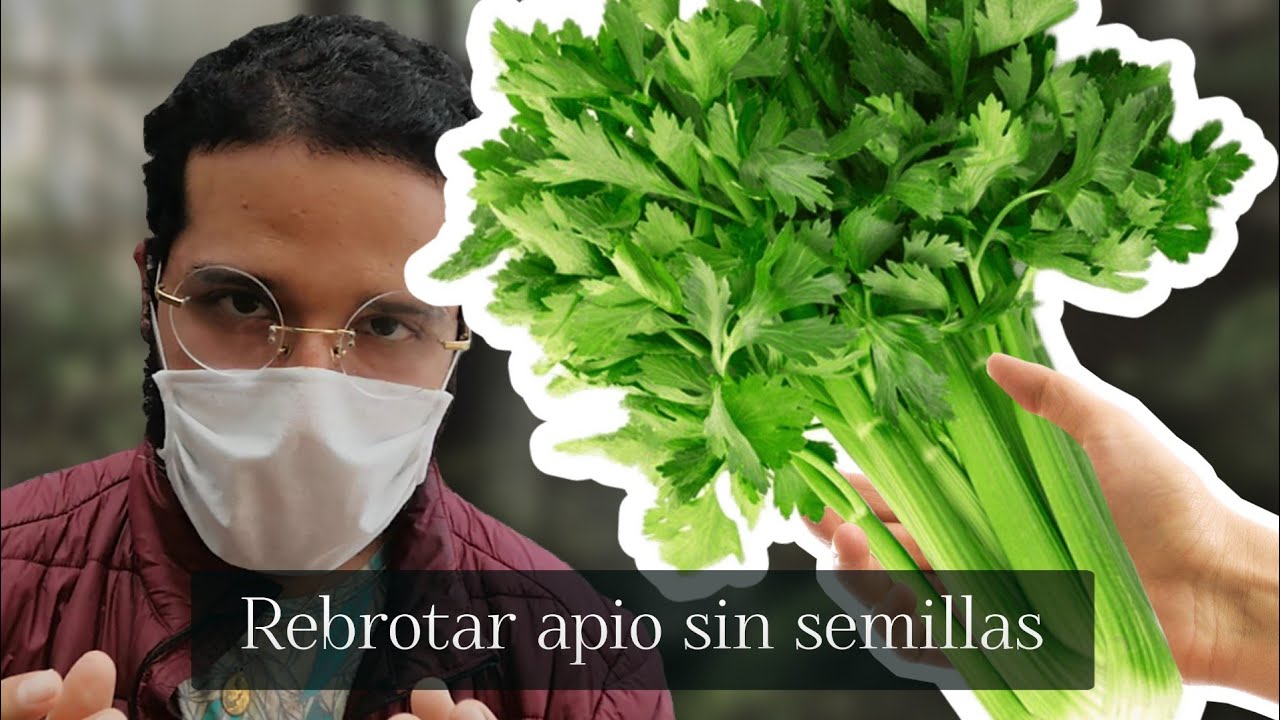 Como Sembrar Apio Sin Semilla