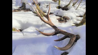 Zrzuty jelenia, ogromna tyka na sniegu / Huge red stag antler on the snow