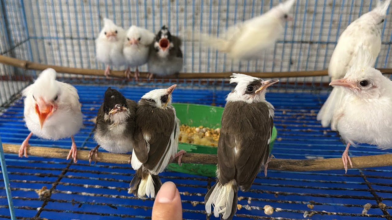 Đủ các loại để mọi người lựa nhưng con giống ghen đấu víp là giống cho vụ tới từ bông bạch đại bàng 