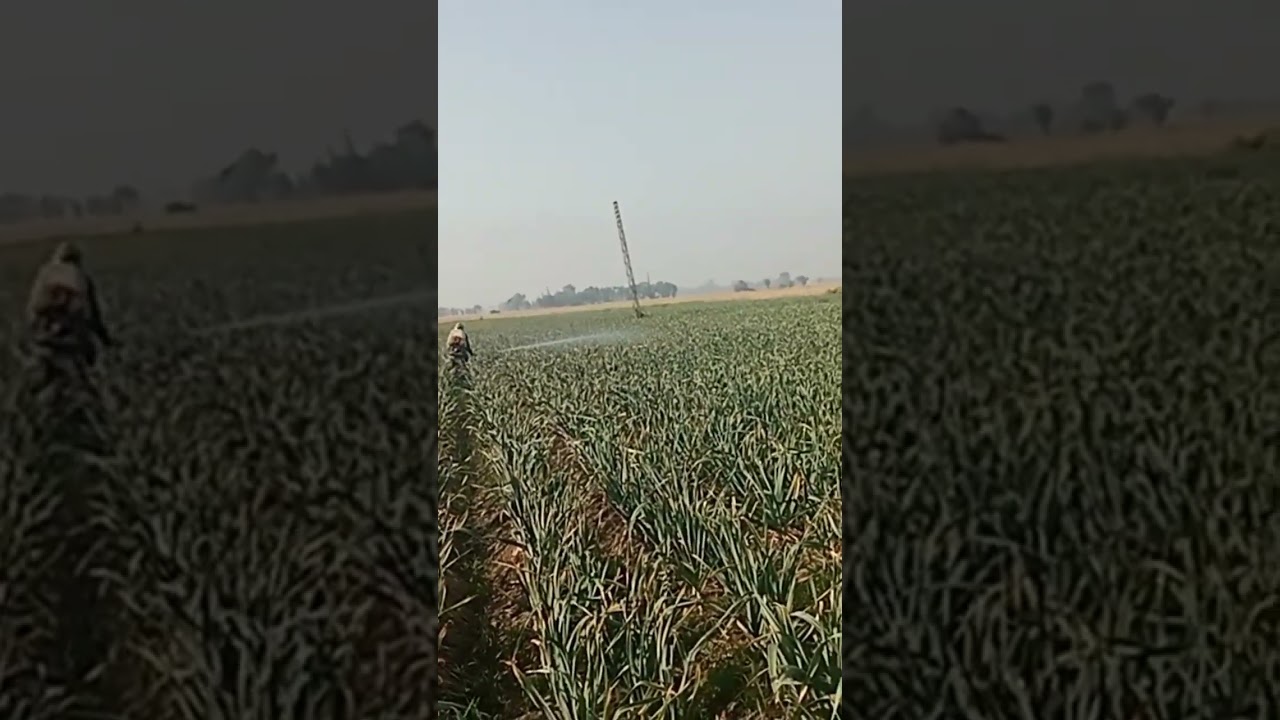 Foliure application on HG1 garlic