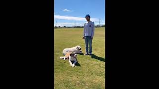 5yo Golden Retriever Miles & 5mo Saint Bernard Ella’s Testimonial ~ Best Multi-Dog Trainers Phoenix