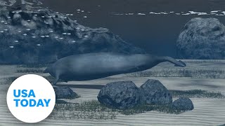 Researchers believe ancient whale could be heaviest animal ever | USA TODAY
