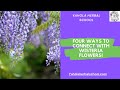 LEARN 4 WAYS TO CONNECT WITH WISTERIA FLOWERS!