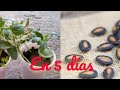Como germinar Semillas de Sandía en Tiempo Récord