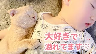 お互い大好きを伝え合う♡猫好きな女の子と2匹のニャンコのほのぼのな日々