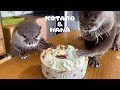 カワウソコタローとハナ　スペシャルクリスマスケーキ登場！　Otter Kotaro&Hana Special Christmas Cake