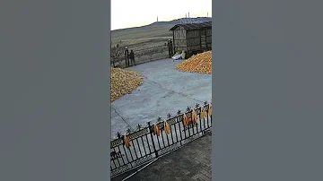 Farmer Narrowly Escapes Tiger Attack 