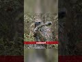 Ghille suits (Thermal Suit)