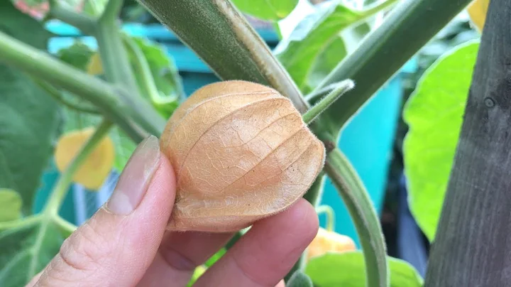 Secrets Growing Ground Cherry, Golden Berries, Physalis You Need To Know - DayDayNews