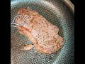 Best Steak Crust Ever-Amazing( watch til end) #steak #food #cooking