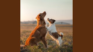 Quiet Rhythms for Canines
