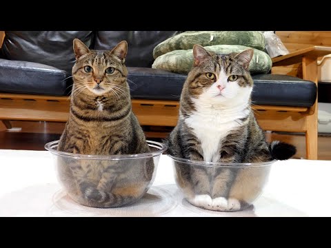 透明ボウルとねこ×２。-Transparent bowl and Maru&Hana.-