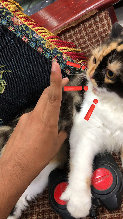 bitings me🙂 #cat #kitten #shortvideos #shorts #viral #trending #foryou #funny