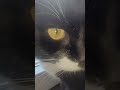 my cat #cat #cute #cutecat #funny #funnycats