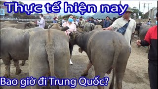 DỞ KHÓC DỞ CƯỜI TÌNH HÌNH THỰC TẾ HIỆN NAY | Truc Nhi TV