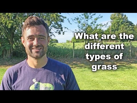 Video: Types of lawns, classification of lawns and characteristics of each type. Types of turf