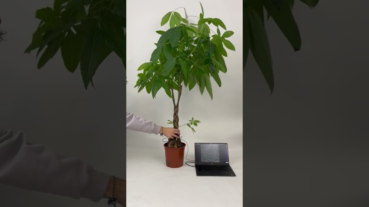 Demo Internet of Plants V1