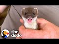 Video thumbnail of "Tiny Baby Stoat Has The Best Reaction When She Meets Someone Like Her | The Dodo Little But Fierce"