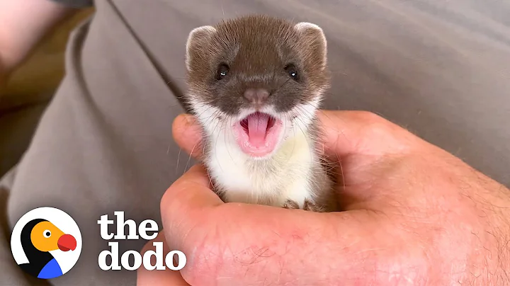 Tiny Baby Stoat Has The Best Reaction When She Meets Someone Like Her | The Dodo Little But Fierce - DayDayNews