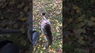Осінь радує судачками ) #судак #спінінг #рибалка #shorts