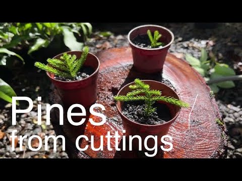 Video: Norfolk Pine Propagation - Kawm Txog Kev Tshaj Tawm Norfolk Island Pine Cog