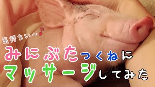 【ミニブタ】つくねにマッサージしてみました(*´ω`*) Mini Pig
