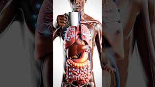 What Happens Inside Your Body When You Drink Coffee? #HumanAnatomy #Shorts #CaffeineFacts