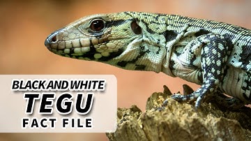 Black and White Tegu facts: the GIANT TEGU facts | Animal Fact Files