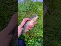 Головень/Клень на smith Towadi 🎣❤️ #рибалка #спінінг #fishingwithmax #головень #голавль #fishing