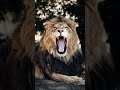 The King Awakens: A Majestic Lion’s Roar #shorts