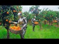 How robots harvest millions of tons of fruits every day