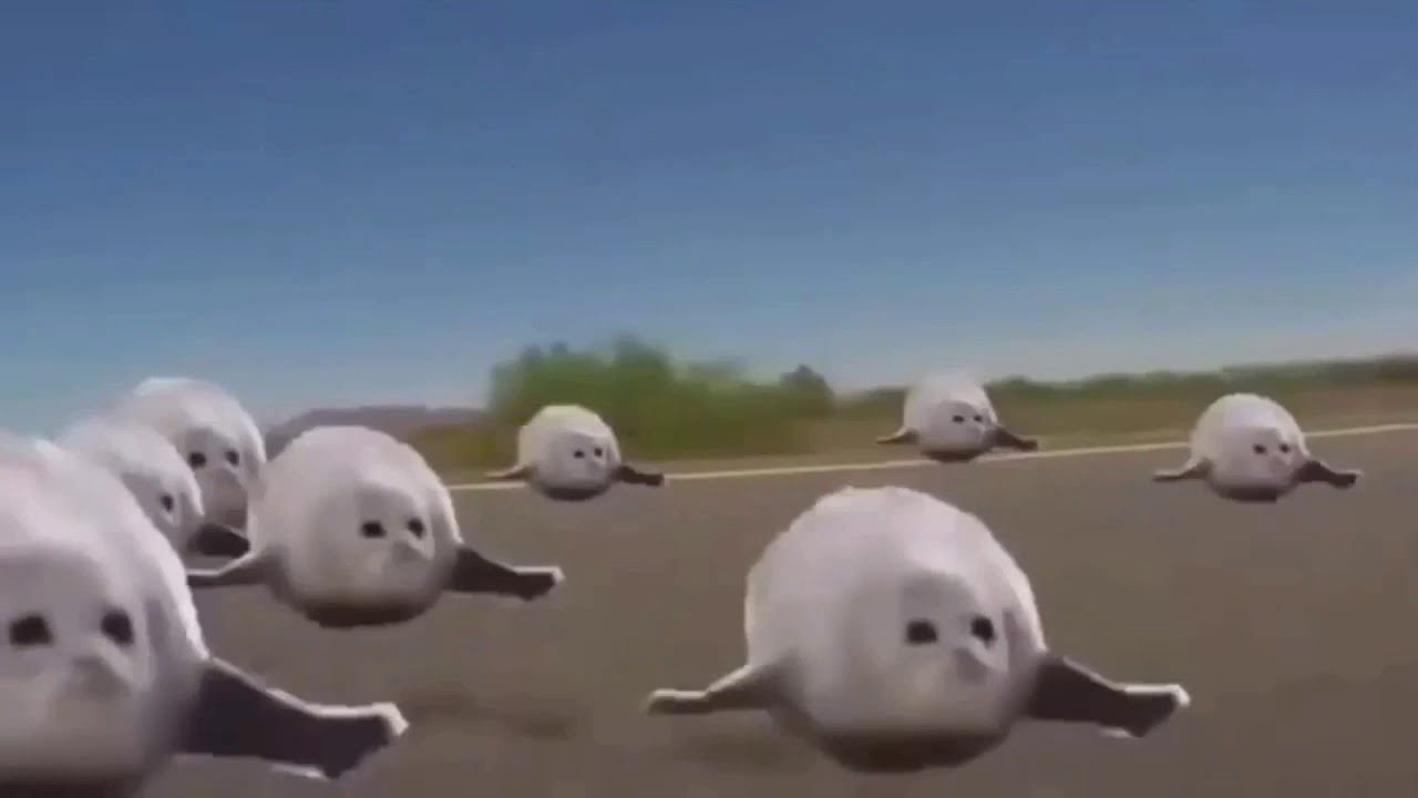 BOUNCING SEALS FAST TO SLOW YouTube