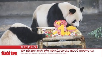 Bữa tiệc sinh nhật đầu tiên của cô gấu trúc ở Thượng Hải