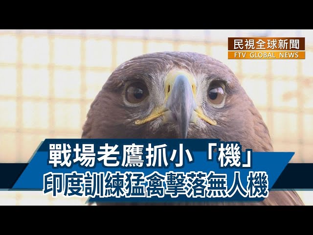 【民視全球新聞】戰場老鷹抓小「機」 印度訓練猛禽擊落無人機 2022.12.04