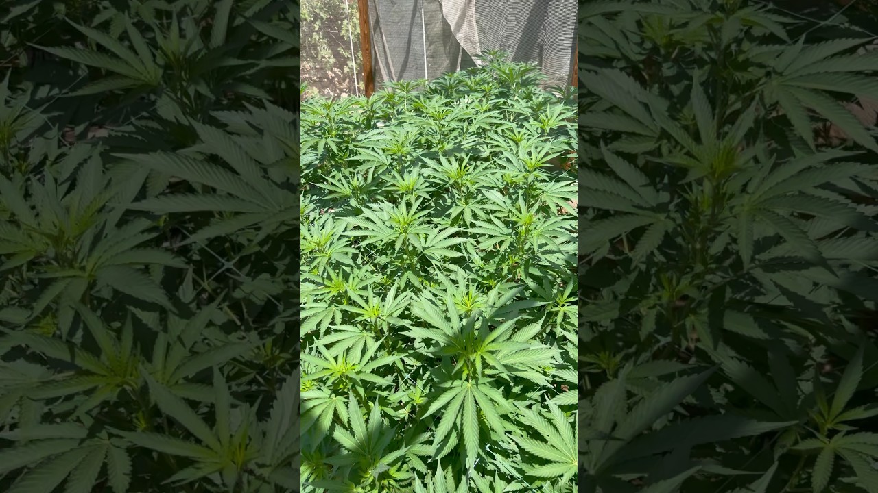 Cultivo Cannabis Empezando a Estirar | Todo Listo Para Floración 