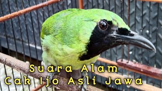 Suara Asli Cucak Ijo | Suara Alam Cucak Ijo