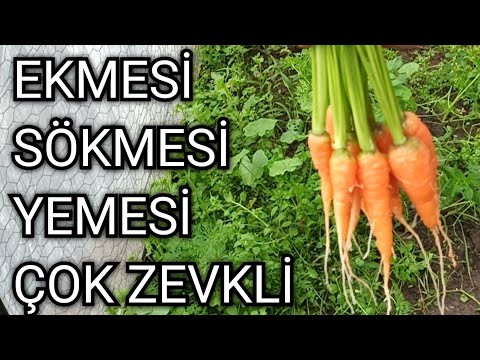 Video: Havuçları depolamak için bahçeden ne zaman çıkarmalı?