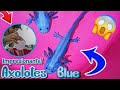 Nuevos Axolotes Azules