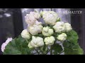 Пеларгония РАЗОЧАРОВАЛА: Antique Rose, Prince Gustav, Jagershus Falej, Ирида-Морковкин Блюз