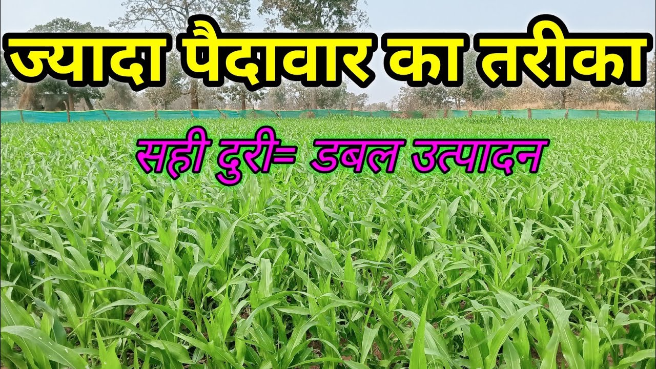मक्का की सही दुरी रखें और पाएं ज्यादा उत्पादन 