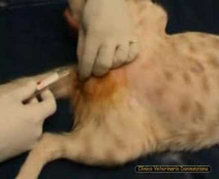 Video: Malattia Del Tratto Urinario Felino: Cosa Dovresti Sapere