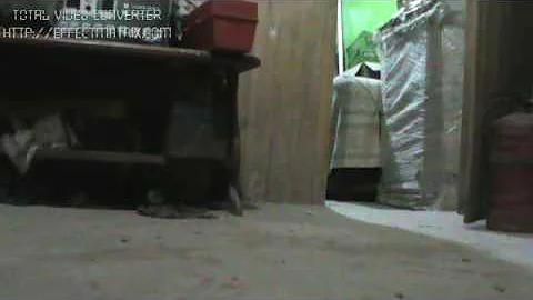 Mi gato yaco